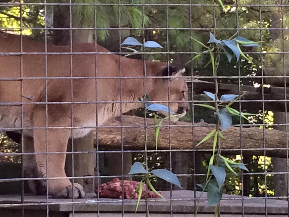 2015-09-24 15.08.36 Toronto Zoo