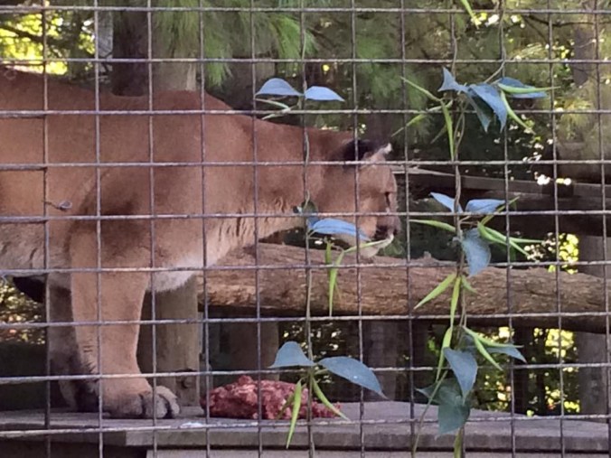 2015-09-24 15.08.36 Toronto Zoo