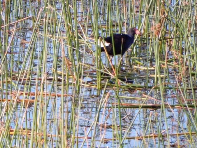 2015-04-08 16.58.03 Lake Purrumbete 5
