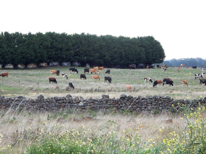 2015-04-08 17.14.11 Stony Rises Rock Wall 3