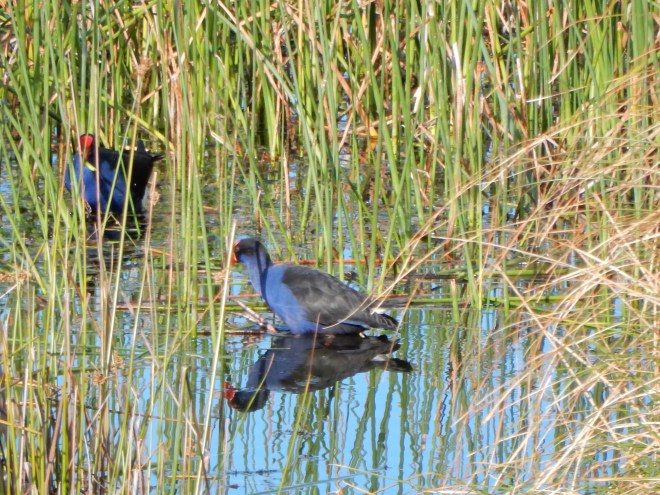 2015-04-08 16.57.04 Lake Purrumbete 4