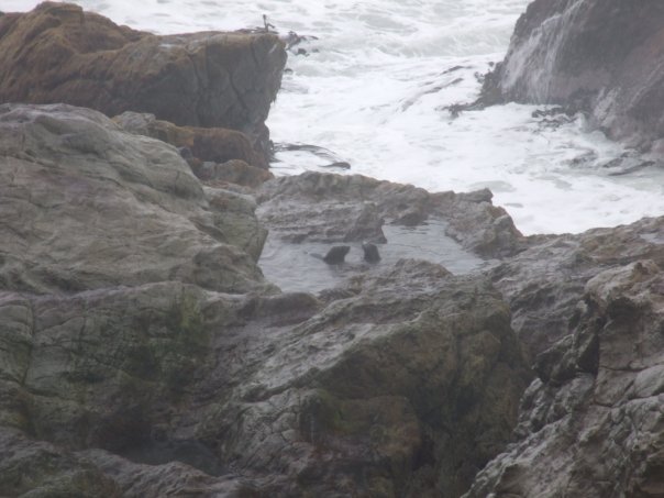 004 Seals at Paia Lookout, Kaikoura