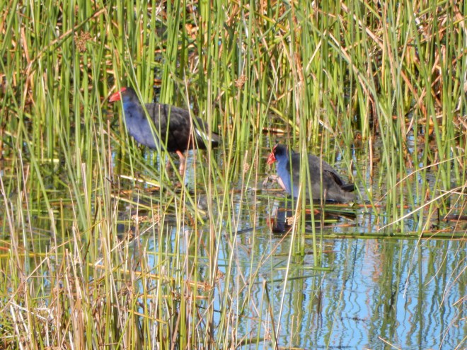 2015-04-08 16.58.19 Lake Purrumbete 6