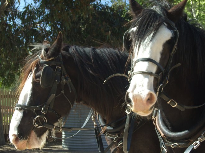 Echuca Holiday September 2008 028