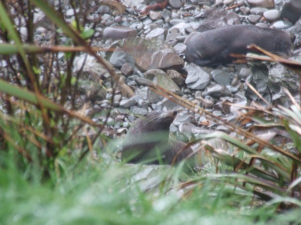 001 Seals at Paia Lookout, Kaikoura